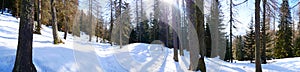 Panorama forest covered in snow - winter time in italian Dolomites - trees, Sun beam and empty forest