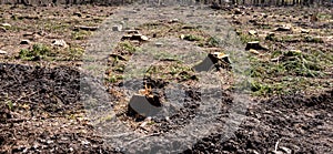 Panorama forest dieback bark beetle forest damage