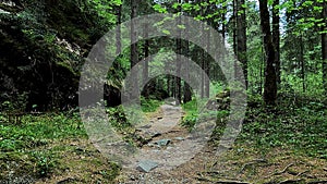 Panorama of a Forest in the Dolomites - 5K