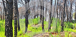 Panorama of forest after fire with black trees and green grass