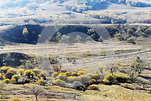 Panorama of Forest and grassland in autumn