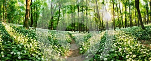 Panorama lesní zelené krajiny s bílými květy a cestou