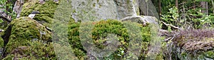 Panorama of a forest ground