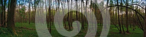 Panorama of a forest in the wetlands