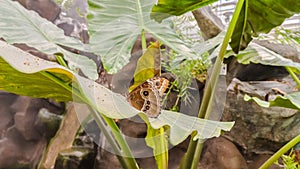 Panorama frame Brown butterfly on vibrant green plant inside a greenhouse with glass roof