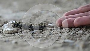 Panorama frame Close up of hand of a person and fuzzy black caterpillar against rocky ground