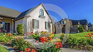 Panorama frame Yellow and orange tulips lining a pathway that leads to the entrance of a home