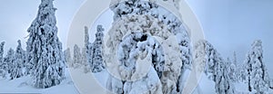 Panorama of Frozen snow-covered fir trees at winter tundra forest at Polar night