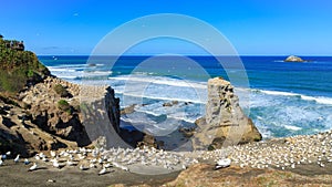 Panorama of the gannet colony at Muriwai, New Zealand