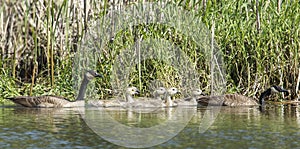 Panorama of geese and goslings.