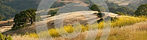 Panorama of golden California hills and mustard