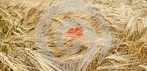 Panorama of a golden wheat field with one red poppy flower