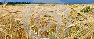 Panorama of a golden wheat field with one red poppy flower