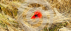 Panorama of a golden wheat field with one red poppy flower