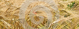 Panorama of a golden wheat field with one red poppy flower