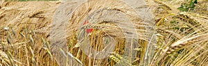 Panorama of a golden wheat field with one red poppy flower.