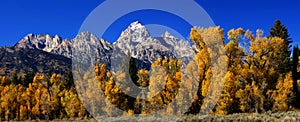 Panorama: Grand Teton with autumn golden aspens,