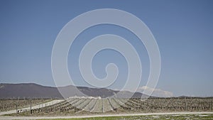 Panorama of grape field. Action. Agricultural fields with new seedlings of vineyards for winemaking. Beautiful fields