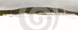 Panorama of grazing bison in Upper Geyser Basin, Yellowstone Nat photo