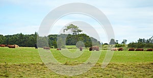 Panorama of grazing cows in a meadow with grass with cloudy blue sky in background