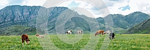 Panorama of grazing cows in mountains in meadows, beautiful landscape of pasture