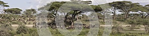 Panorama of great wildebeest migration, Serengeti