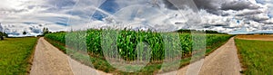 Panorama of a green corn field with blue sky and white clouds in the background