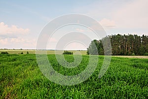 Panorama of green field and bright sky, grass in spring background, agricultural cereals cereal crop
