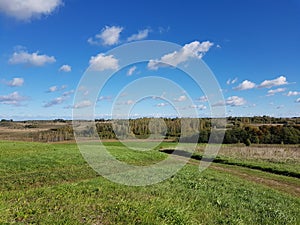 Panorama of a green field and a forest in the background on a sunny spring day