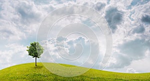 Panorama of green field with a tree