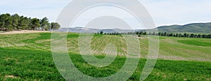 Panorama of green fields and meadows in spring