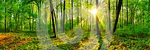 Beautiful forest panorama in spring with bright sun