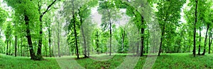 Panorama of  green forest at spring landscape