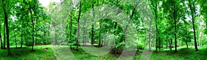 Panorama of  green forest at spring landscape