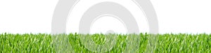 Panorama of green grass on a white background