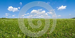 Panorama green meadows and fields. White clouds in the blue sky