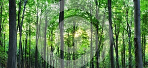 Panorama of green mountain forest with the sunlight through the