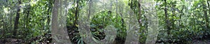 Panorama of green rainforest deep inside the Parque Nacional Corcovado in Costa Rica photo