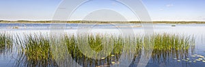 Panorama of green reed grow in a lake