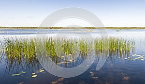 Panorama of green reed grow in a lake or sea
