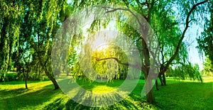 Panorama of green summer park. Sun shining through trees, leaves.