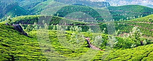 Panorama of green tea plantations on sunrise in Kerala, India