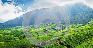 Panorama of green tea plantations