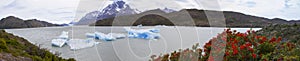 Panorama of Grey Glacier on Grey Lake with blooming fire bushes.