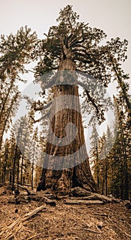 Panorama of The Grizzly Giant in Mariposa Grove