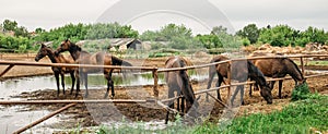 Panorama of group of beautiful young horses in fence on pasture in animal farm or ranch, rural livestock or farmland