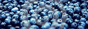 Panorama, heap of fresh and raw Blueberries or bilberries