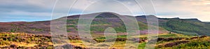 Panorama of heather covered Simonside Hills