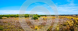 Panorama of the heather fields and forests in the Hoge Veluwe nature reserve