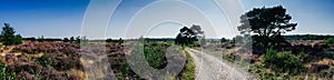 Panorama of heathland with trees on a sunny day